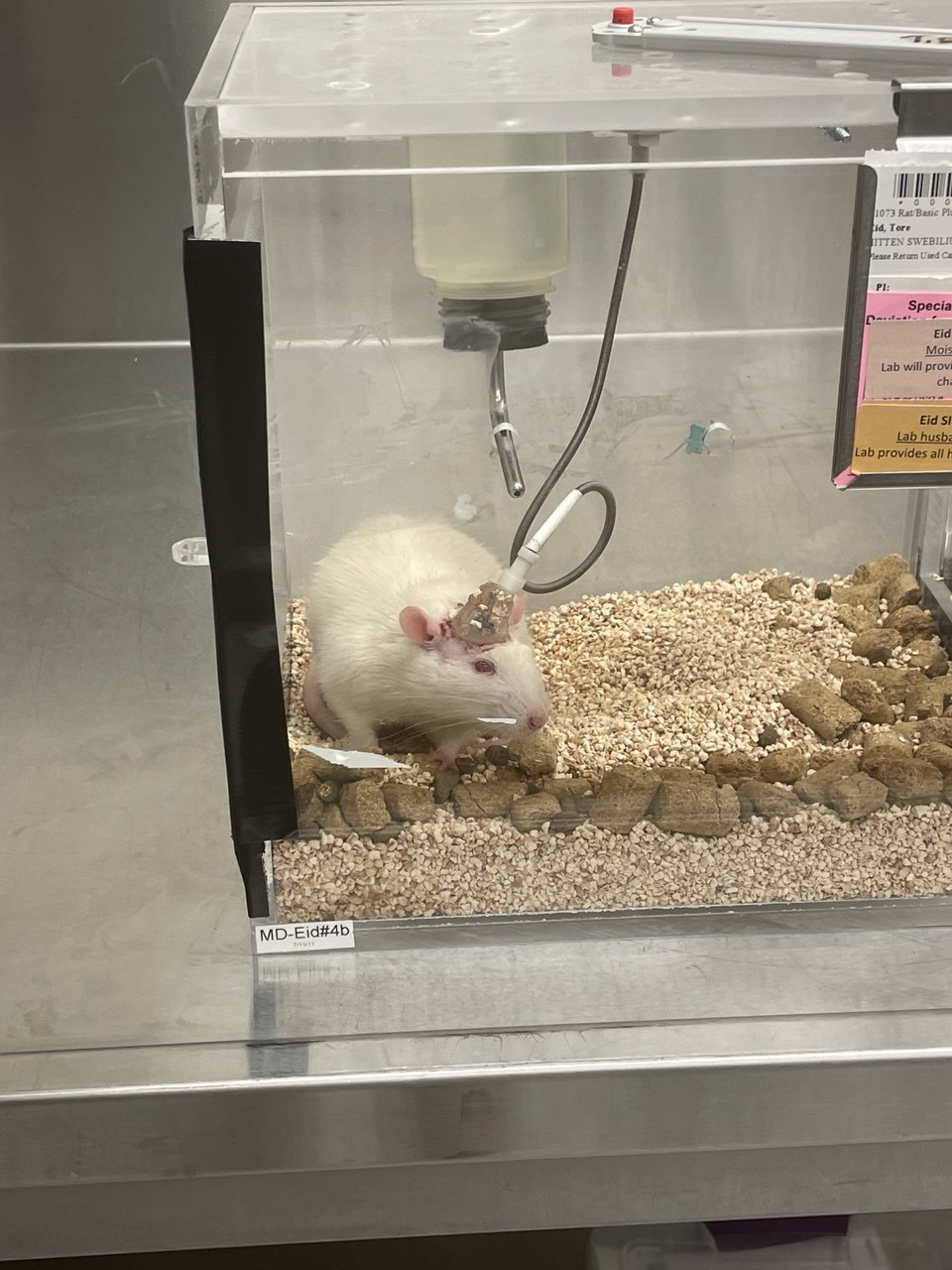 Rat with cortical implant - MD-Eid#4b